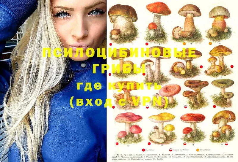 где найти наркотики  Петушки  Псилоцибиновые грибы MAGIC MUSHROOMS 